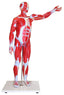 Muscular Figure