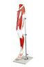 Muscles of Human Leg