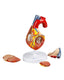Heart Model