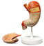 Stomach Model
