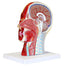 Half Head with Musculature