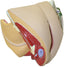 Female Genital Organs