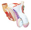 Male Genital Organs