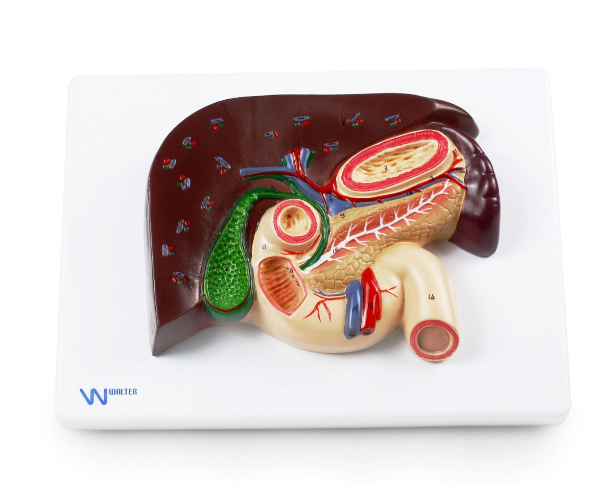 Gallbladder Lab Model Liver & Gall Bladder Relief Model