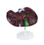 Liver Model w/ Network of Vessels