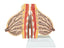 Mammary Gland in Lactation