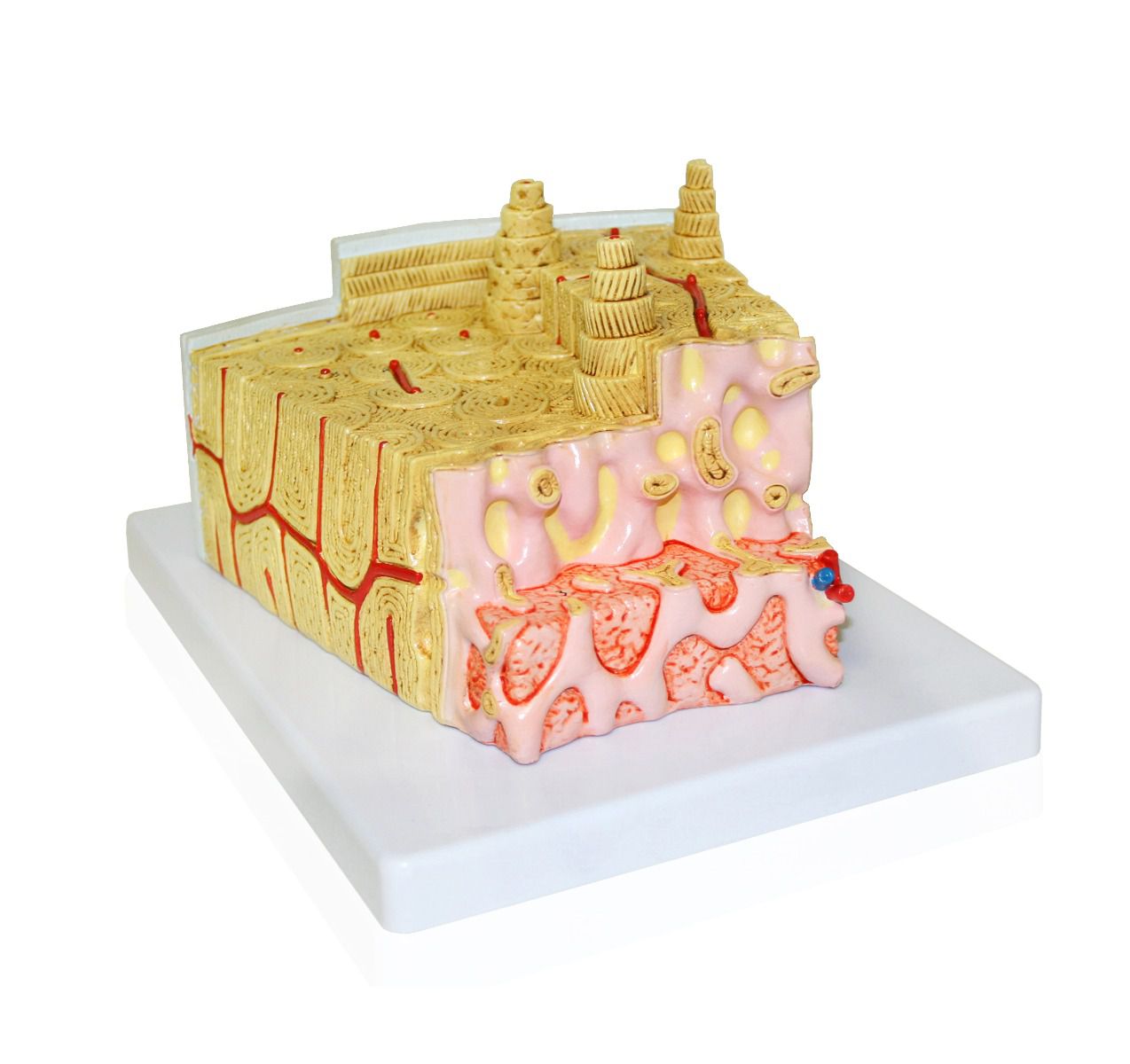 Bone Structure Model