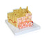 Bone Structure Model