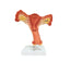 Female Internal Reproductive Organs