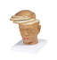 Head And Brain Horizontal Slides Model