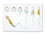 Spermatogenesis Model