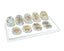 9 Piece Animal Mitosis Model