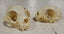 Skull - Cat