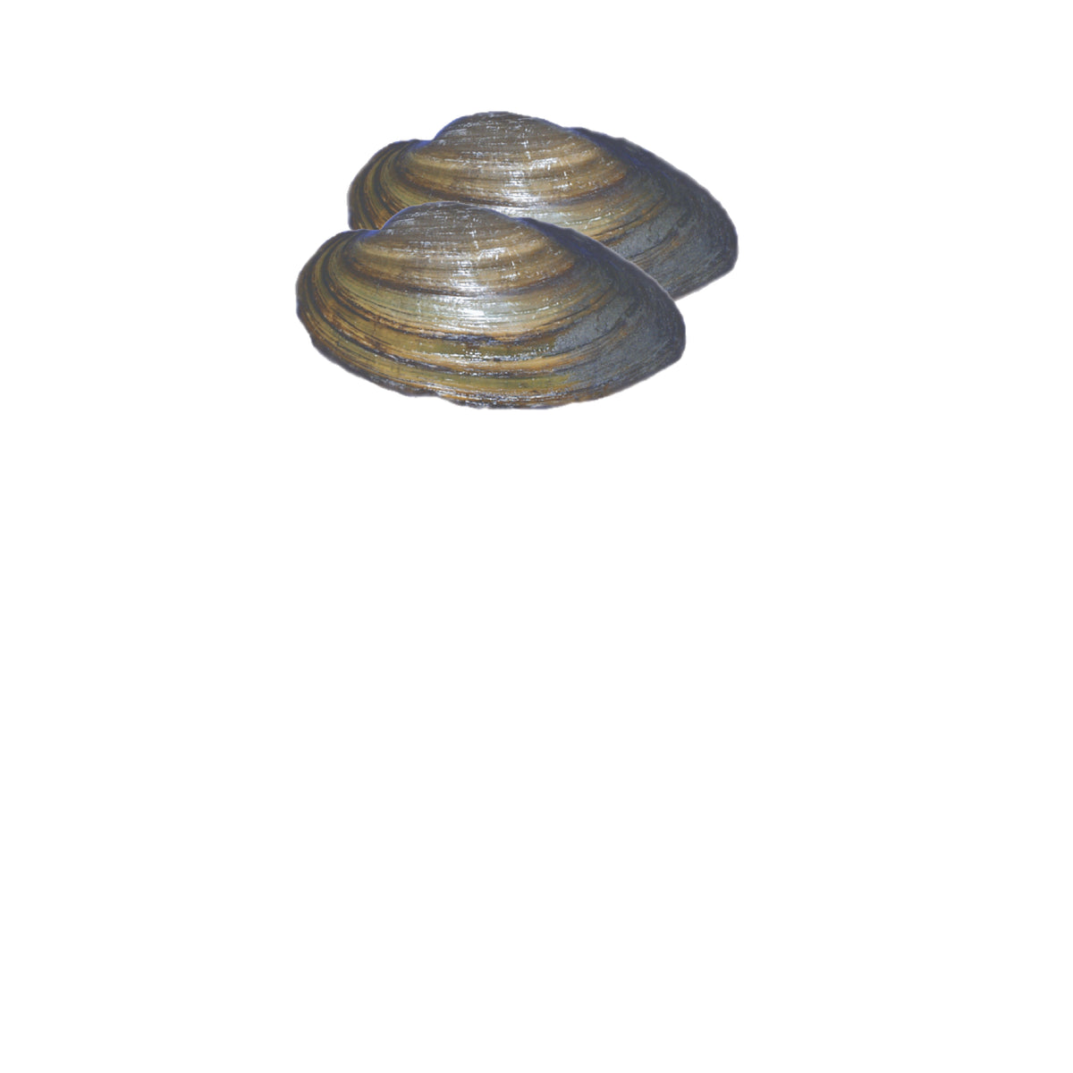 Preserved Specimens – Page 3