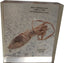 Close out! Embedded Display - Squid