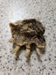 Petrified Snapping Turtle Feet