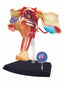 4D VISION HUMAN FEMALE REPRODUCTIVE ANATOMY MODEL