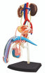 4D Vision Human Male Reproductive Anatomy Model