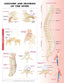 Reference Chart - Anatomy and Injuries of the Spine