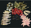 7 Specimen Bulk Kit - Large