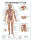 Reference Chart - Lymphatic System