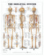 Reference Chart - Skeletal System