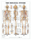 Skeletal System - Large Decal Chart