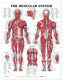 Reference Chart - Muscular System