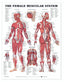 Reference Chart - Female Muscular System