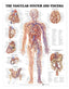 Reference Chart - Vascular System and Viscera