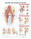 Reference Chart - Anatomy and Injuries of the Hip