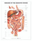 Reference Chart - Diseases of the Digestive System