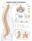 Reference Chart - Human Spine Disorders