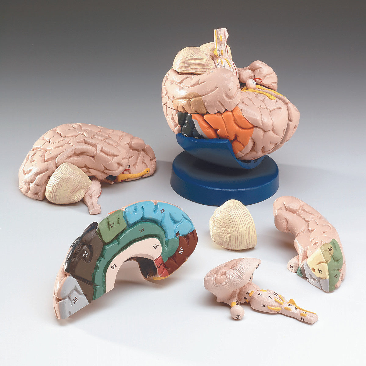 Color Coded 8 Part Brain Model – Biology Products