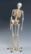 Mr. Flexible Skeleton