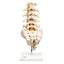 Flexible Lumbar Vertebral Column