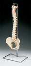 Budget Vertebral Column