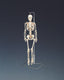 Mr. Thrifty Flexible Skeleton with Spinal Nerves