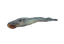 Lamprey