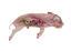 Midline Section Pig