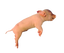 Midline Section Pig