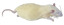 Pregnant Rat