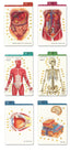 Barron's Anatomy Flash Cards