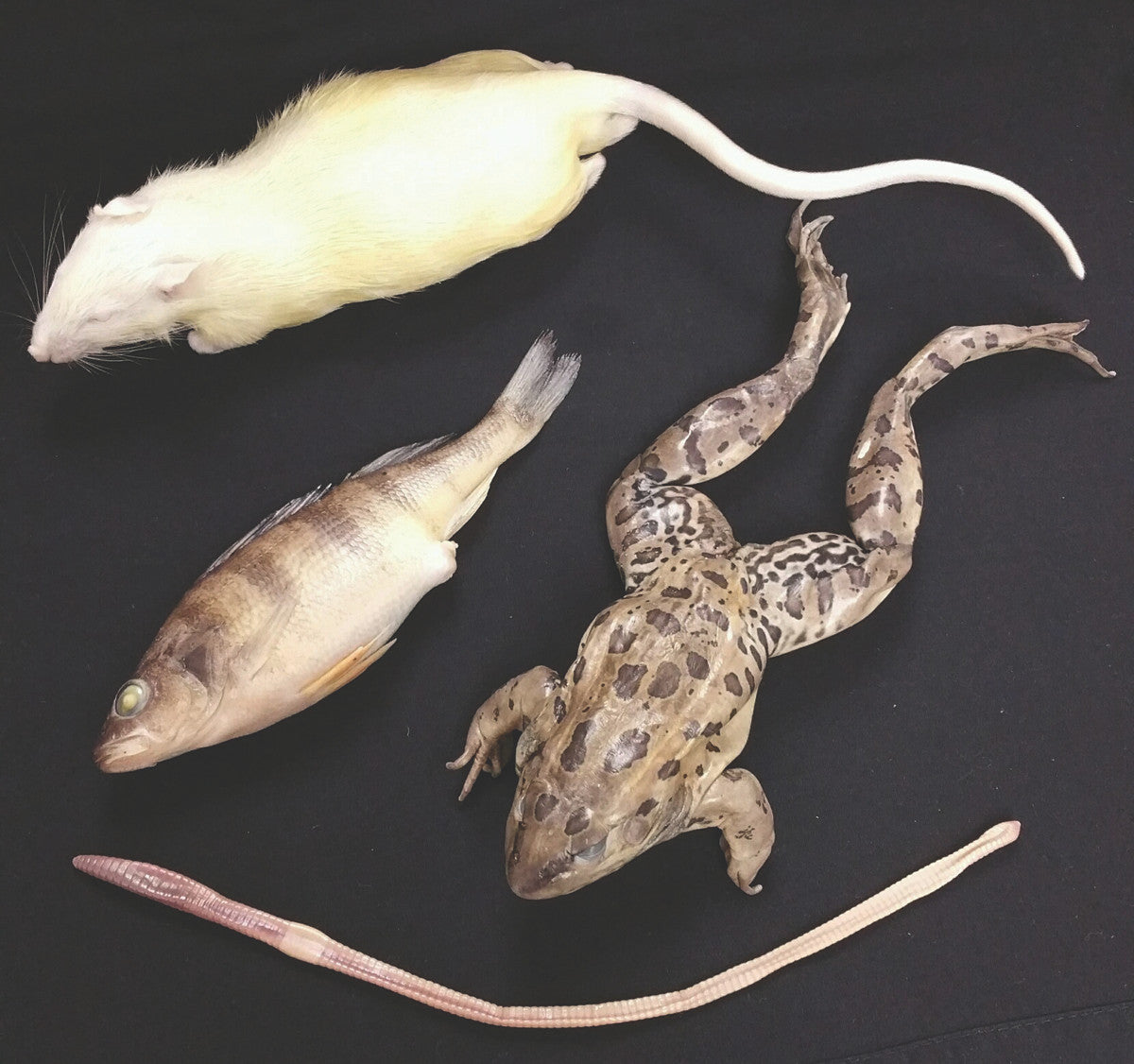 Specimen Kits | Specimens for Dissection Projects
