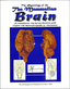 Brain Dissection Reference Guide