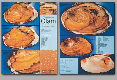 Clam Dissection Guide Marine Invertebrate Specimens | Bio Corporation