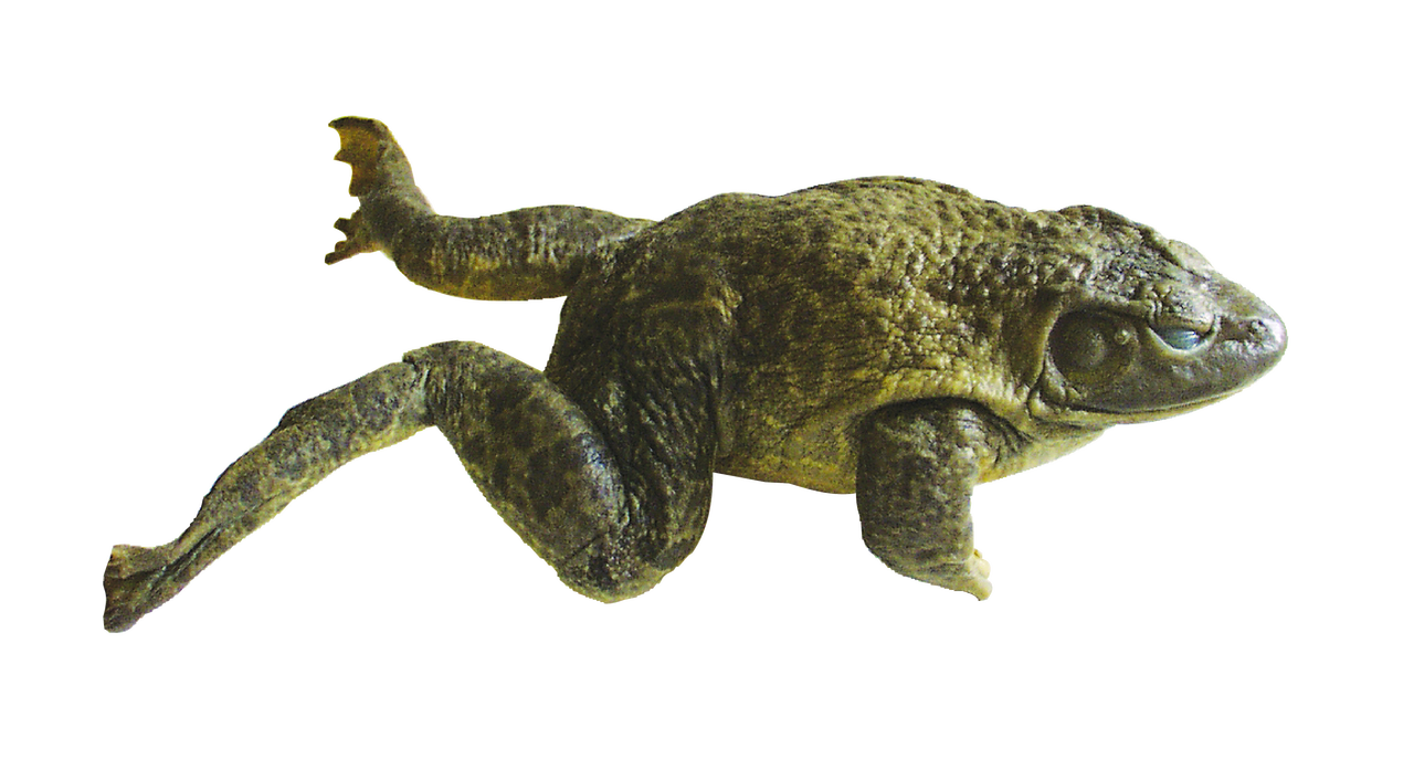 Preserved Bullfrog