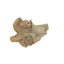 Cow Uterus