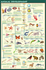 Animal Development Model Display Chart - Animal Development