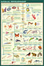 Display Chart - Animal Development
